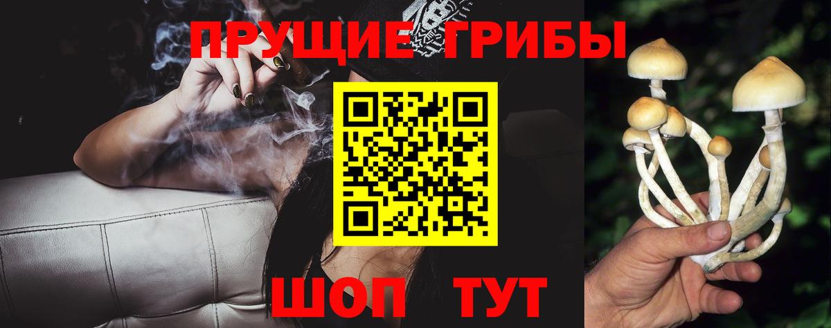 Псилоцибиновые грибы GOLDEN TEACHER Кисловодск